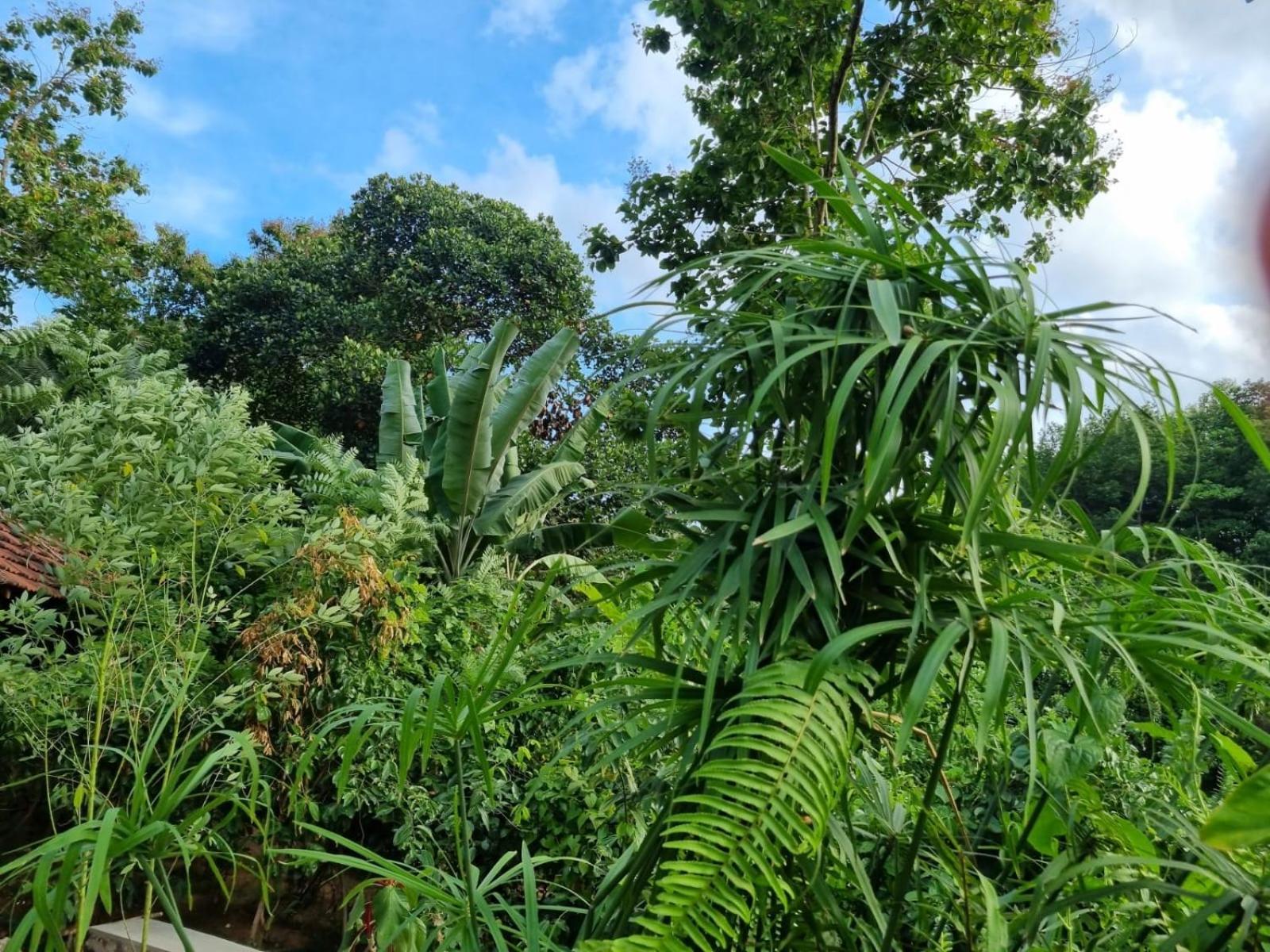 Silver Hill Ecovillage Kurunegala Kültér fotó